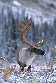 Caribou in Snow
