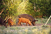 Feral Pigs