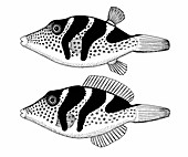 Fish Mimicry