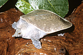Asiatic Softshell Turtle