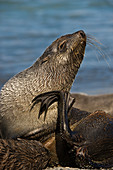 Antarctic Fur Seal