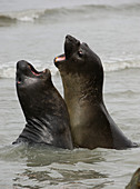 Southern Elephant Seal