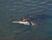 Alligator Courtship