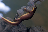 Coast Range Newt with Eggs