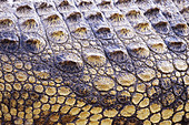 Nile Crocodile Skin