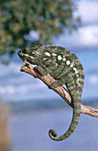 Oustalet's Chameleon