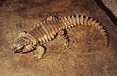 Armadillo Lizard