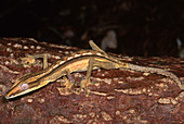 Dwarf Leaf-Tailed Gecko