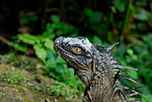 Green Iguana