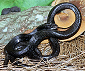 Southern Black Racer (Coluber priapus)