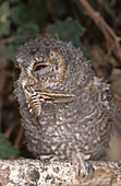 Flammulated Owl Eating Moth