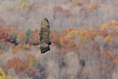 Turkey Vulture