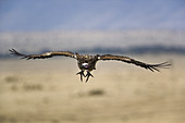 Nubian Vulture in Flight