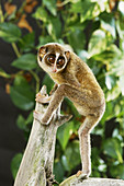 Slender Loris (Loris tardigradus)