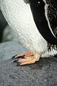 'Gentoo Penguin,close-up of feet'
