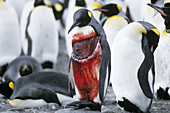 'King Penguin,badly injured'