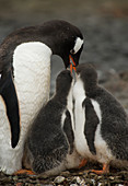 Gentoo Penguin with Young