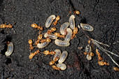 Citronella Ants and Larvae
