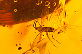 Mosquito in Amber