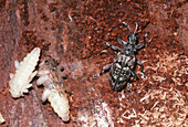 Ribbed Pine Borer Adult and Pupae