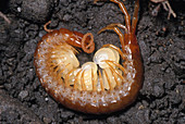 Centipede Guarding Young
