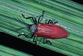 Hispid Leaf Beetle