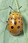 Mexican Bean Beetle