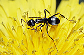 Ant on Dandelion Flower
