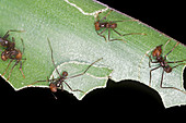 Leaf-cutting Ants