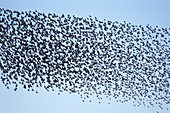 Flock of Starlings (Sturnus vulgaris)