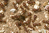 'Red harvester ants,Pogonomyrmex barbatus'