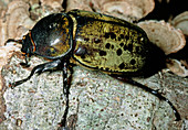 Hercules Beetle (Dynastes tityus) female