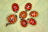 Asian Ladybug Beetles