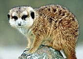 Meerkat (Suricata suricatta)