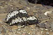 'Ironclad Beetles,Zopherus nodulosus'
