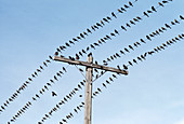 Blackbirds on transmission wires