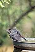 Gray Catbird in birdbath