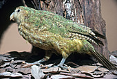 Kakapo Specimen