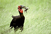 Southern Ground-hornbill with frog prey