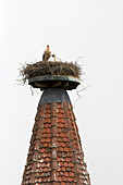 Stork Nesting