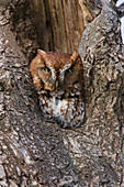 Eastern Screech Owl