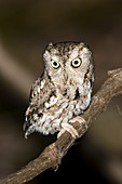 Eastern Screech-Owl