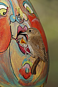 House Wren at Painted Birdhouse