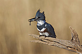 Belted Kingfisher