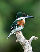 Green Kingfisher (Chloroceryle americana)