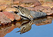 Lark Sparrow drinking