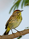 Palm Warbler (Dendroica palmarum)