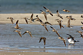 Short-billed Dowitchers flying
