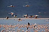 Lesser Flamingos in Flight