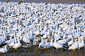 Snow Geese